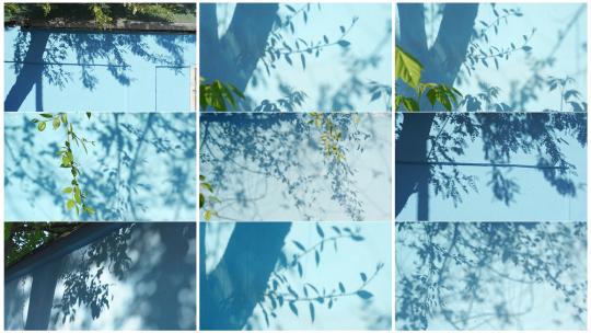 夏天蓝色墙面上的树叶光影合集