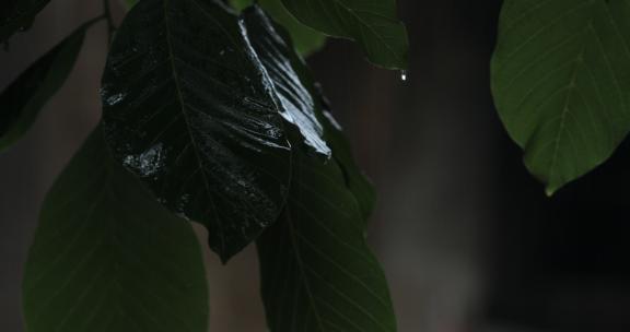 雨中的核桃树叶07