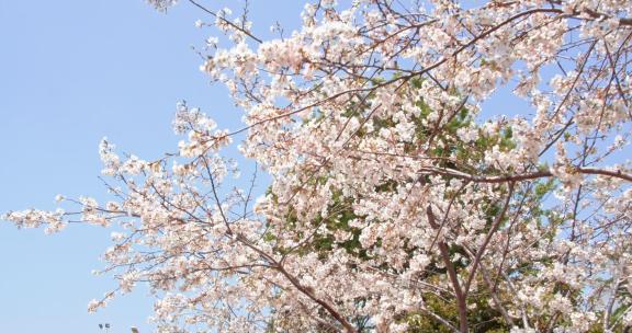 樱花公园盛开的樱花