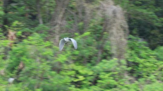 白鹭、苍鹭、夜鹭、飞翔、仙鹤