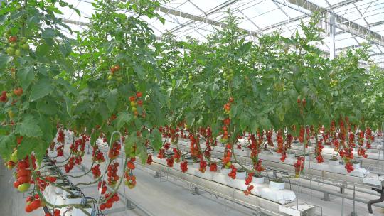 现代化设施大棚西红柿番茄
