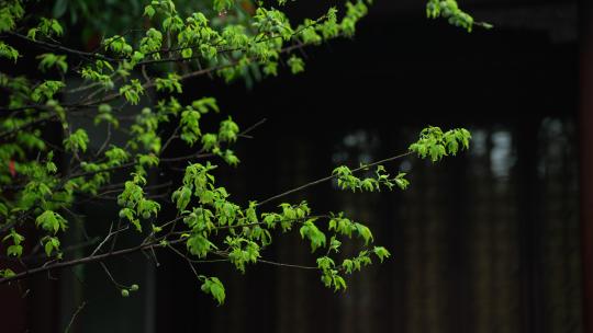 杭州钱王祠春天清明节雨天古建筑自然唯美