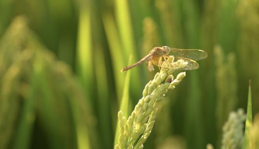 蜻蜓 稻田 稻穗 阳光
