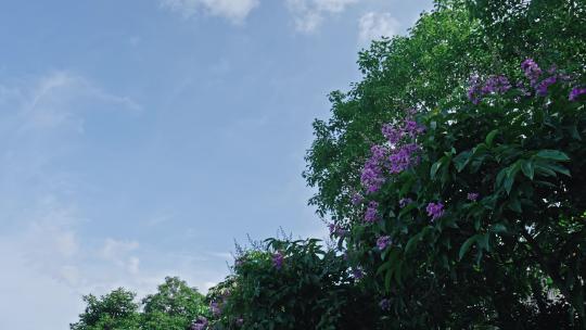 【正版素材】夏天的味道紫薇视频素材模板下载