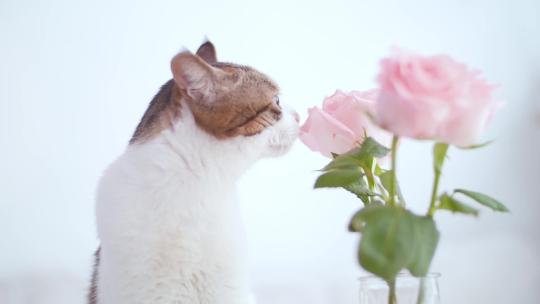 唯美宠物猫咪与玫瑰花可商用