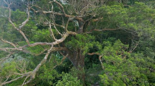 参天大树 古树 巨树 热带雨林海南森林高清在线视频素材下载