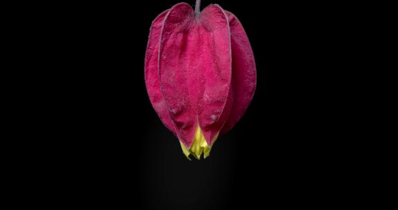 红萼苘麻开花延时摄影