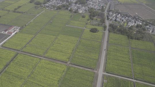 4K航拍油菜花田苏州同里北联平望震泽