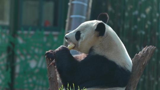 大熊猫 动物园 8263