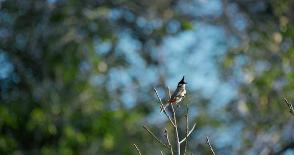 鸟 4k鸟语花香春天森林飞鸟湿地鸟类鸟群