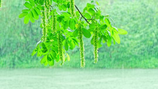 春天下雨唯美清新柳树空镜