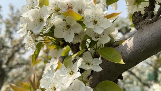 苏州树山梨花节，近距离欣赏翠冠梨梨花