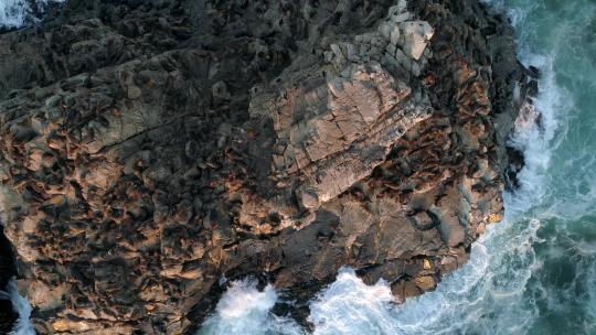 鸟瞰智利充满海狮的科布克库拉·皮埃德拉·德拉洛比亚——无人机拍摄