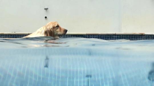宠物狗狗在游泳池游泳