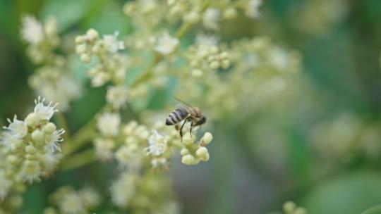 【正版素材】蜜蜂采蜜