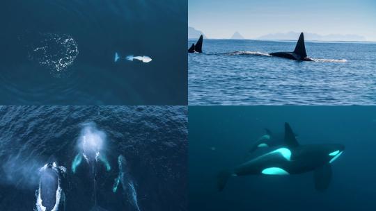 [合集]惬意的虎鲸海面上虎鲸在游