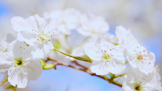 梨花 春天盛开的梨花