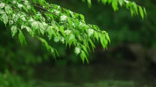 杭州虎跑 下雨天雨水打在风吹的绿色叶子上