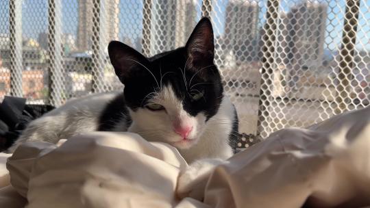 午后在晒太阳的慵懒的猫