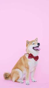 竖屏拍摄可爱的狗戴着领结