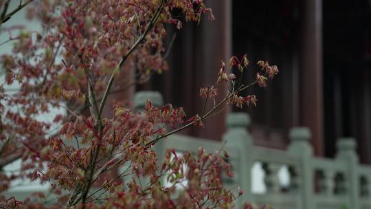 杭州钱王祠春天清明节雨天古建筑自然唯美