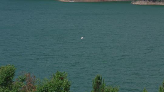 Z 4K 鸟儿在湖面上飞翔2
