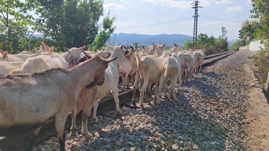 云南建水小火车米轨铁路上放羊的羊群