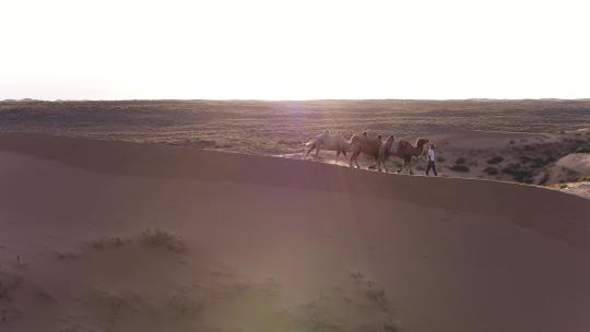 沙漠骆驼天空4k