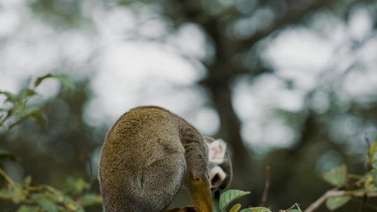 好奇的松鼠猴白天在树上休息-特写