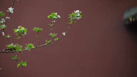 杭州钱王祠春天清明节雨天古建筑自然唯美