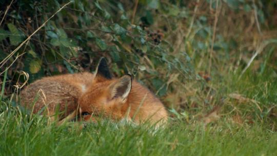 躺在草地上的狐狸