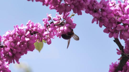 蜜蜂在粉色紫荆花枝上采蜜