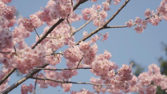 春天樱花盛开花朵自然风景实拍视频素材模板下载