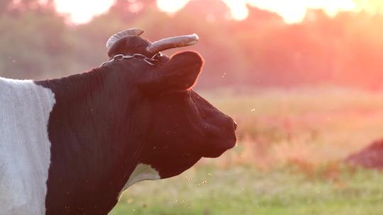 阳光下一头奶牛站在草地上