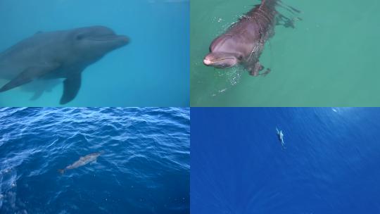 【合集】海豚 一群海豚 海豚跃出水面