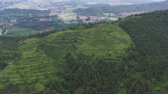 茂密的山林