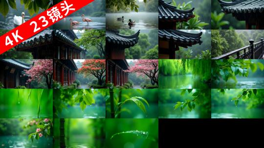 【雨后江南合集】湖泊动物天鹅竹子绿叶河面高清在线视频素材下载