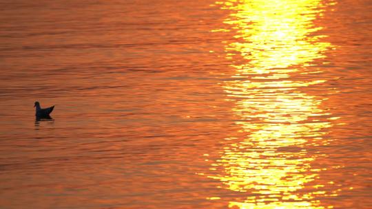 海鸥大海夕阳