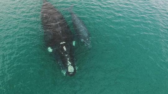 巴塔哥尼亚海沙洛清澈的水域中，南露脊鲸的母亲和幼鲸一起呼吸