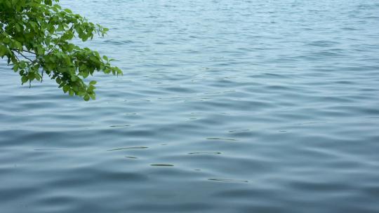 实拍4k绿叶绿树倒影湖面水花浪花意境