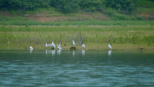 白鹭飞翔湿地生态环境群鸟飞翔白鹭群鸟
