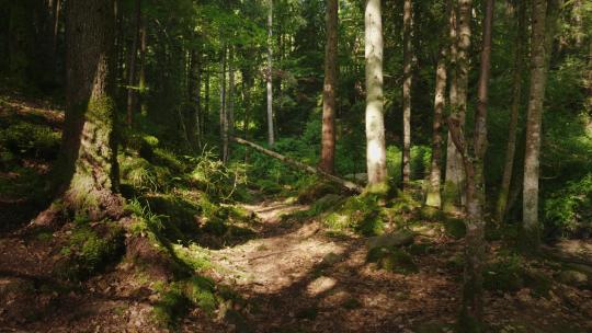 森林大自然树林徒步探险户外自然原始森林山