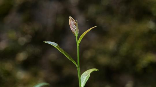 茶叶茶芽