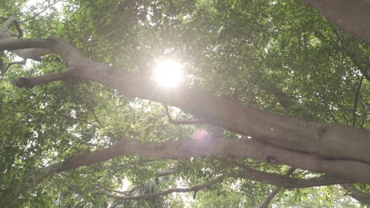 阳光树影 温暖宁静的午后时光视频素材模板下载