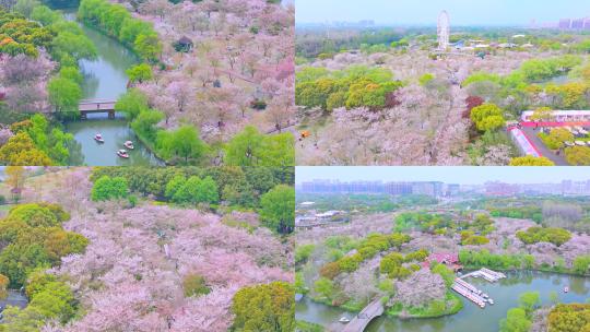 航拍上海宝山顾村公园樱花季樱花高清在线视频素材下载