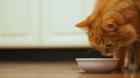 猫咪 宠物猫 吃猫粮画面视频素材模板下载