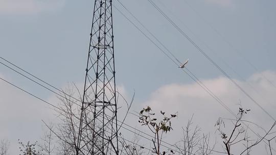 一只白鹭在空中飞翔