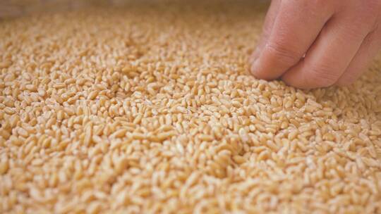 麦子小麦粮食丰收