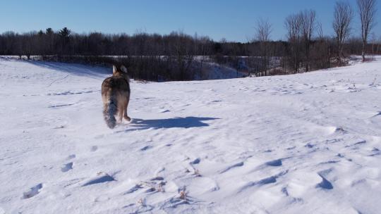 狗在雪地上奔跑