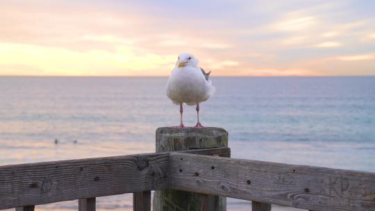 日落时木栏杆上的海鸥